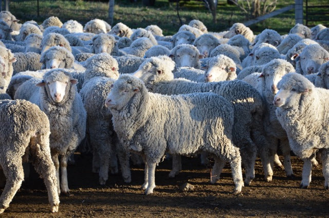 Merino Sheep